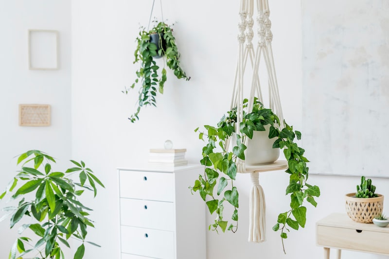 indoor plants for living room