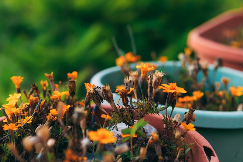 Marigolds in a pot