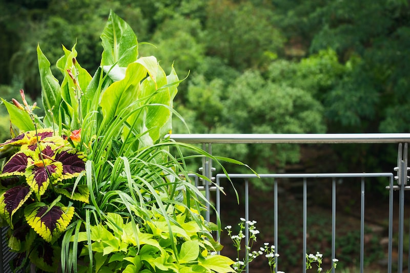 fern plant