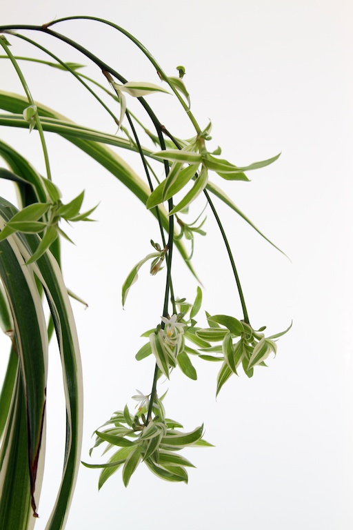 Decorating With Plants Plants That Purify The Air