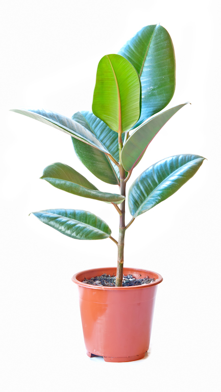 Decorating With Plants - Plants That Purify The Air