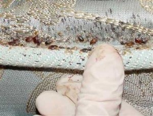 Diy Get Rid Of Bed Bugs Forever Hometriangle