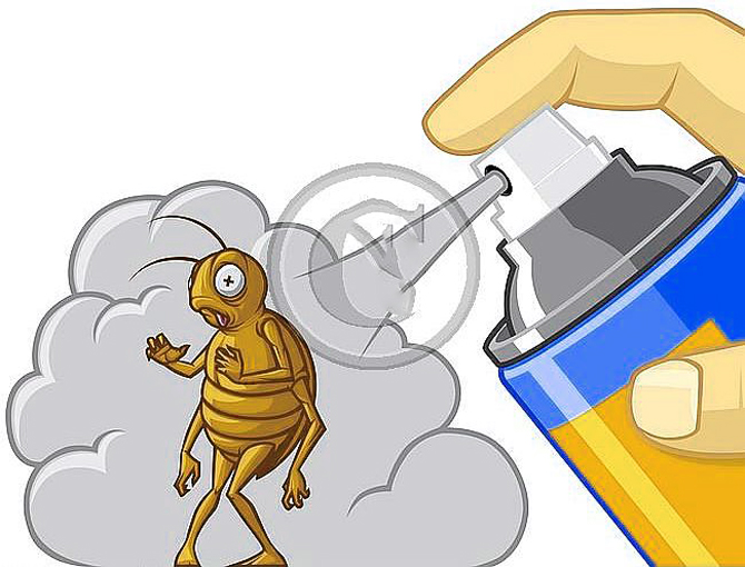 Diy Get Rid Of Bed Bugs Forever Hometriangle Diy Get Rid Of Bed Bugs Forever Hometriangle