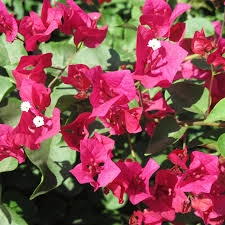 10 Easy-peasy (Indian) Flowering Plants For Brand New ...