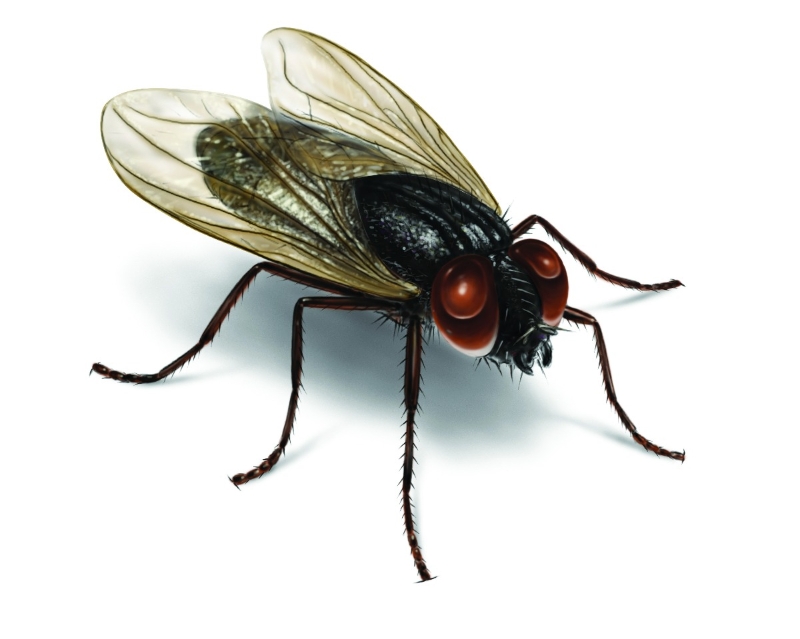 housefly images