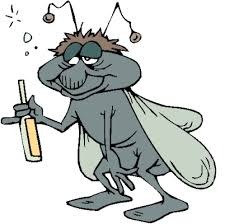 drunken fly