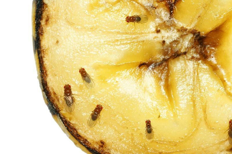 Flies on a fruit