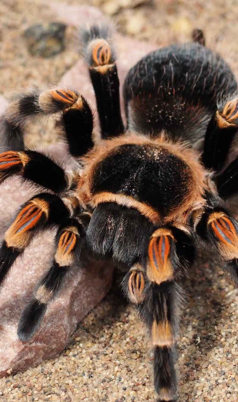 Spider Web: 5 Creepy Crawly Facts! img