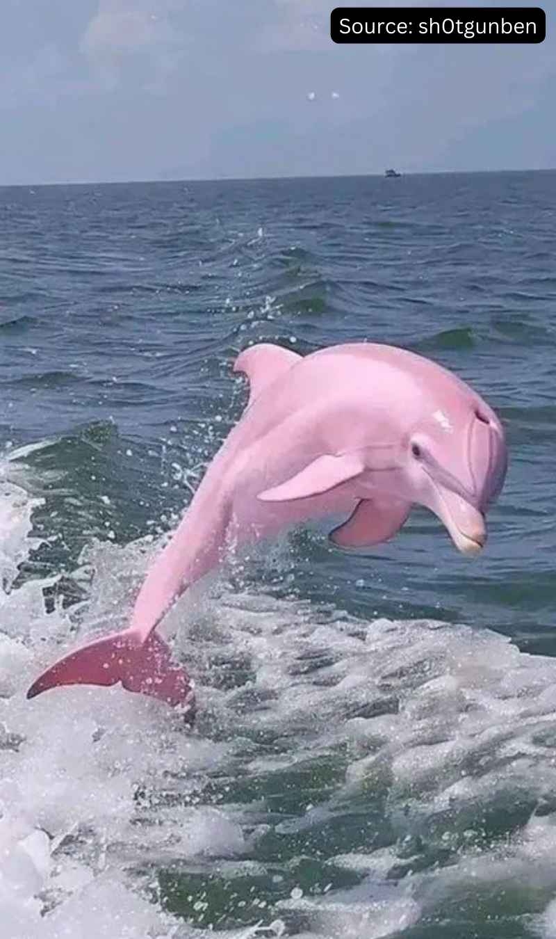 Scientists Baffled! Pink Dolphins Can Do WHAT? (Prepare to Be Shocked) img