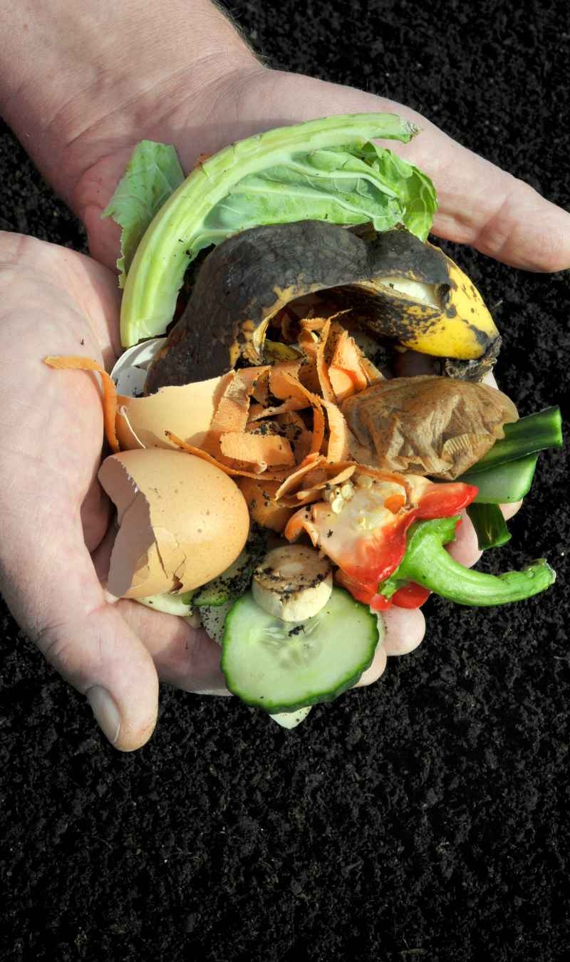 Compost Your Way to a Sustainable Lifestyle img