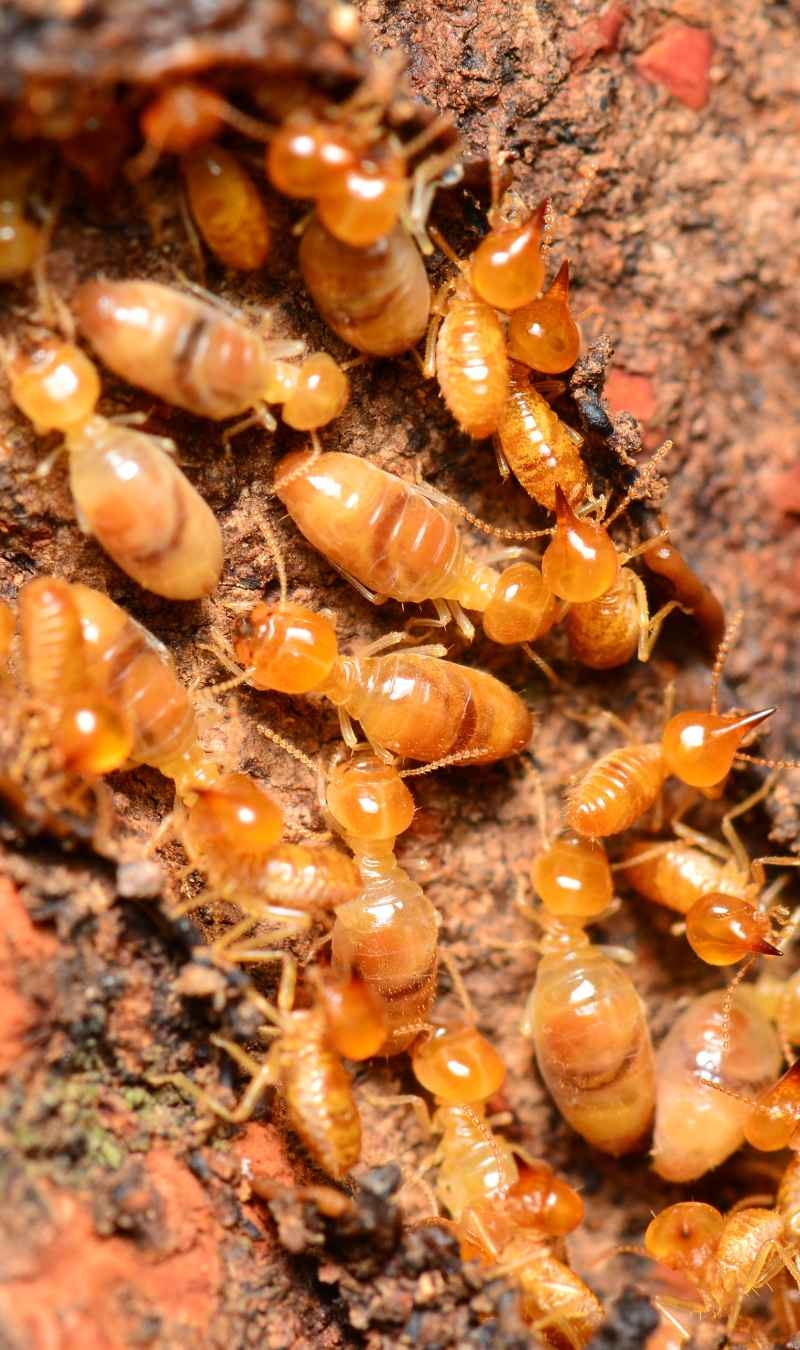 The Termite Threat img