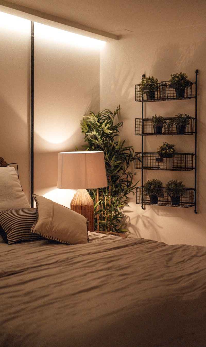 Best Indoor Plants for Low Light img