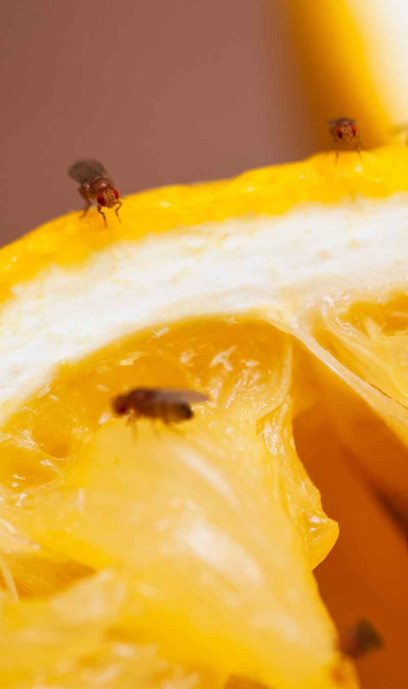 6 Ways to Say 'bye bye bye' to Fruit Flies! img