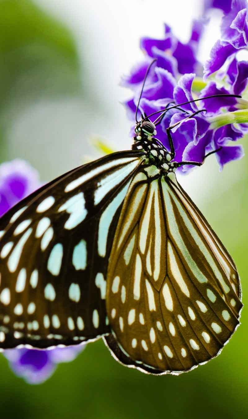 8 Plants to Attract Beautiful Butterflies img