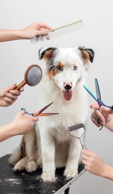 6 Dog Grooming Tips for a Shiny Coat img