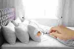 Bed Bug Control Treatment