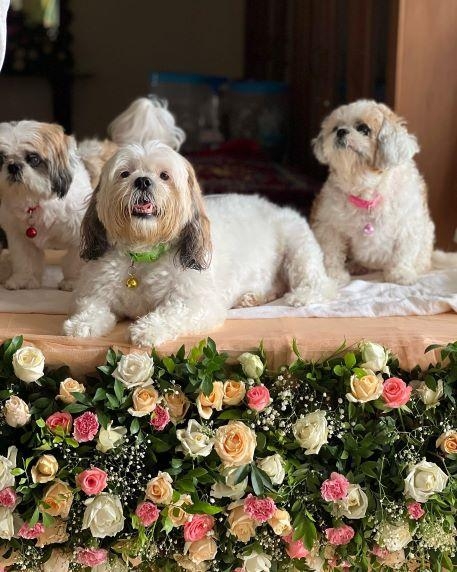 SANS Events & Wedding Planner-project-1