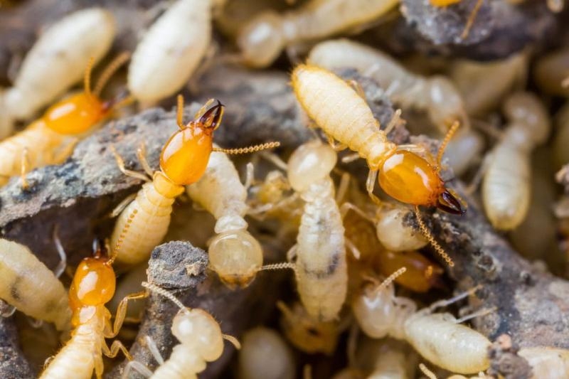 All India Pest Control-project-0