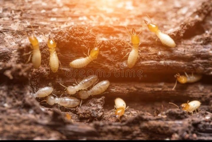 Indian Hygiene Pest Control Service - Noida-project-1