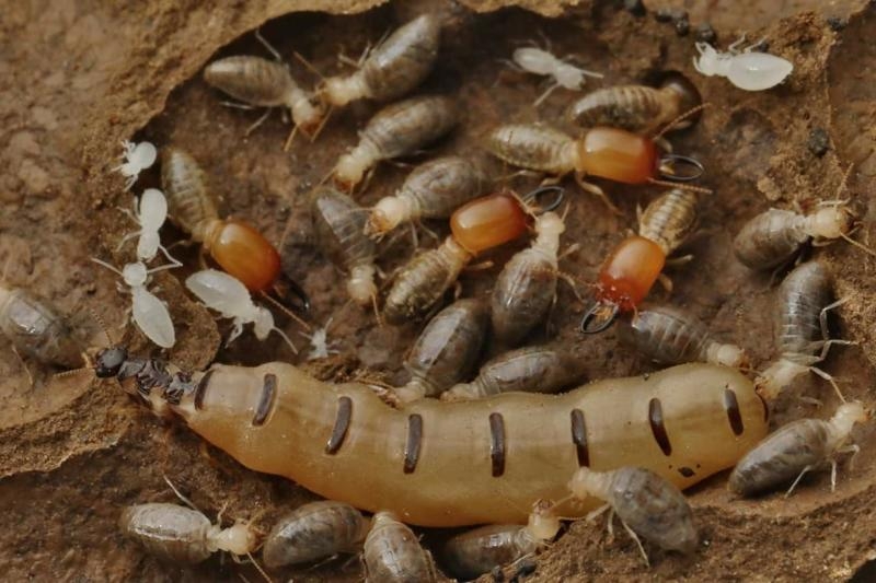 Indian Hygiene Pest Control Service - Noida-project-2