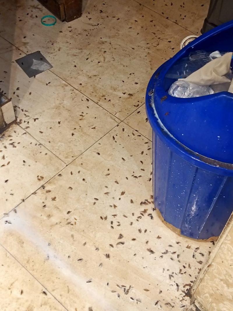 Active Pest Control India-project-1