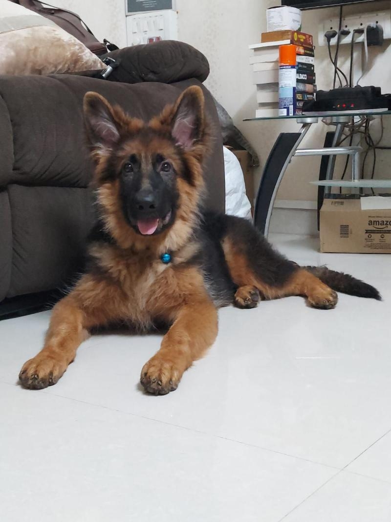 Apw Aniket Pet World-project-0