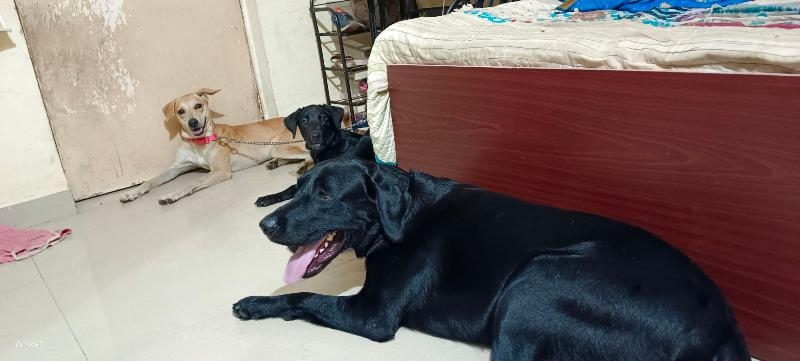 Apw Aniket Pet World-project-1