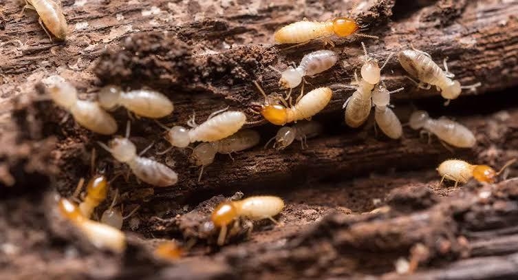 Herbal Pest Control Service-project-0