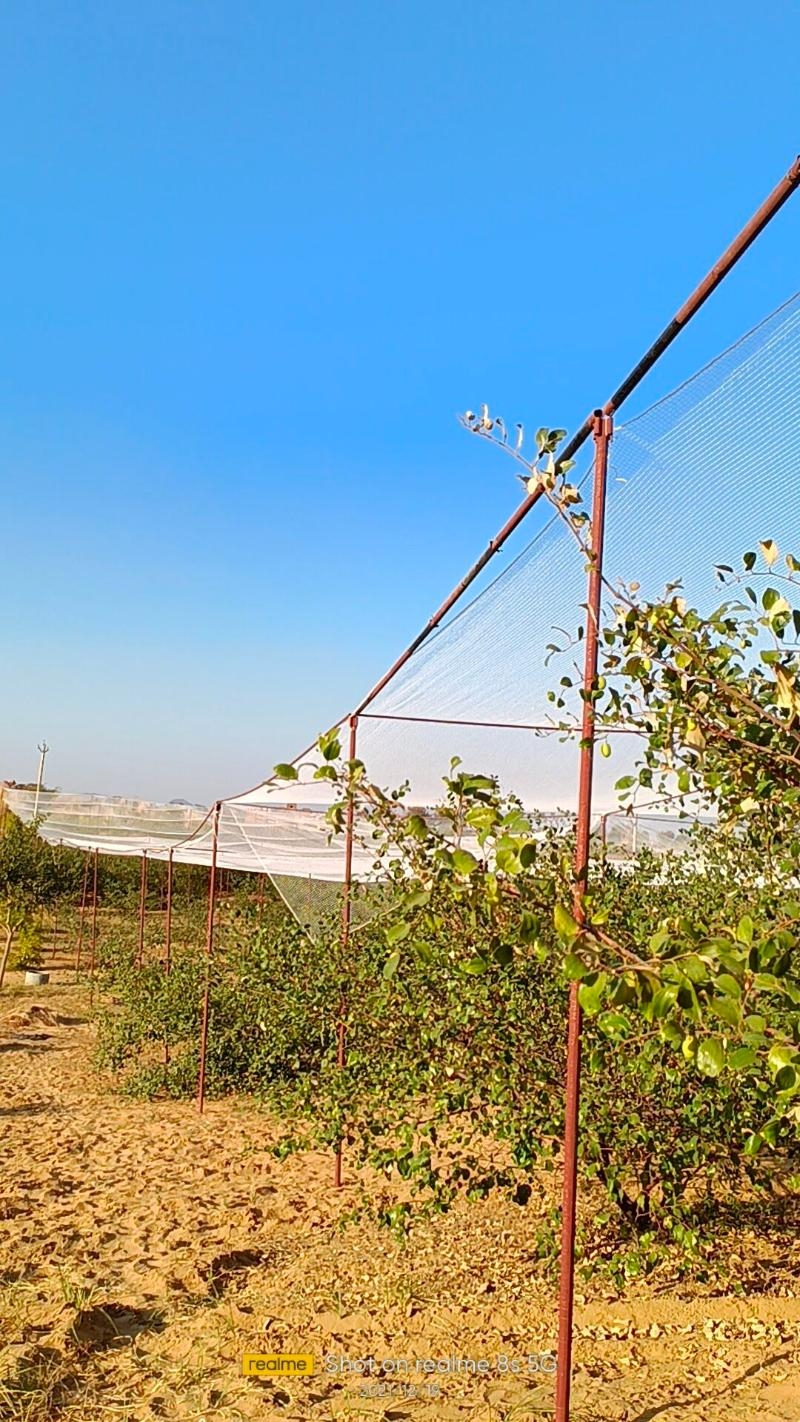 Herbal Pest Control Service-project-5