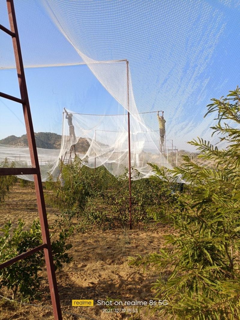 Herbal Pest Control Service-project-6