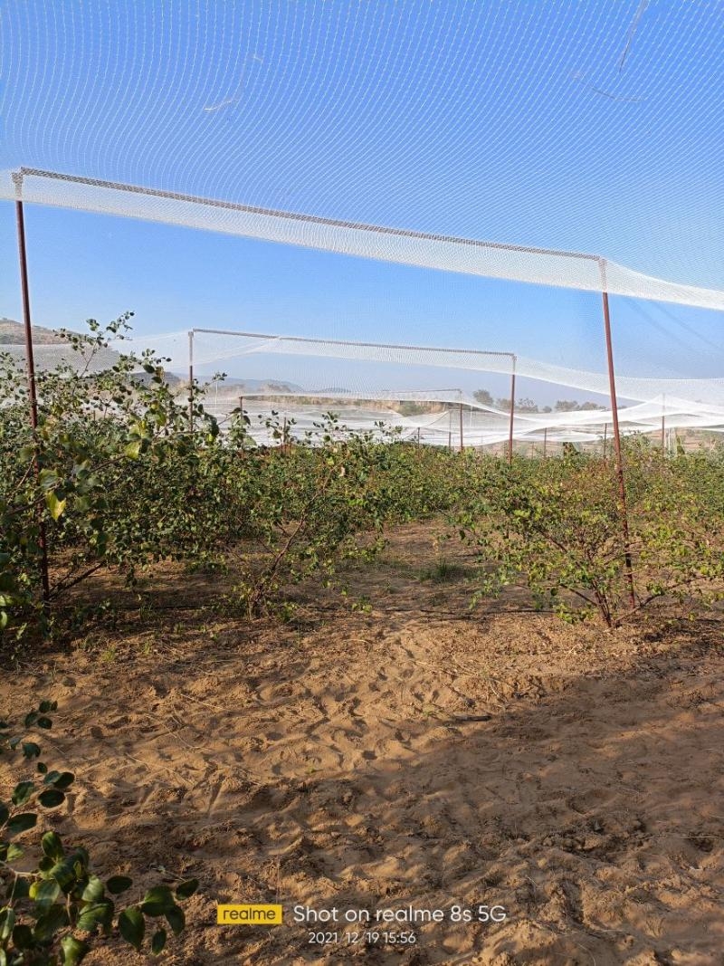 Herbal Pest Control Service-project-7