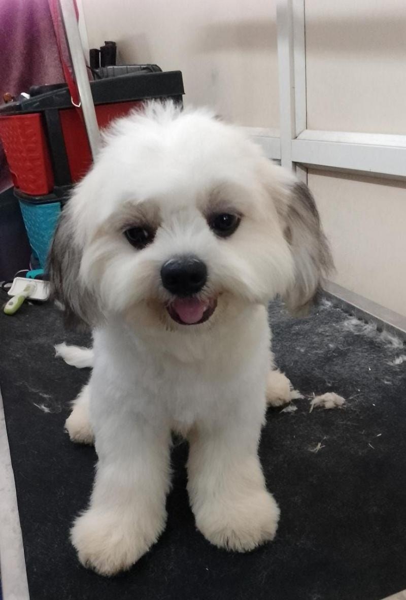 Nikkis Pet World-project-4