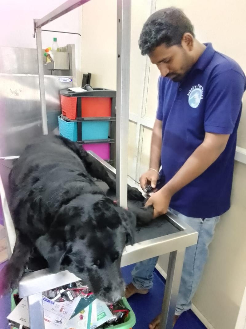 Nikkis Pet World-project-7