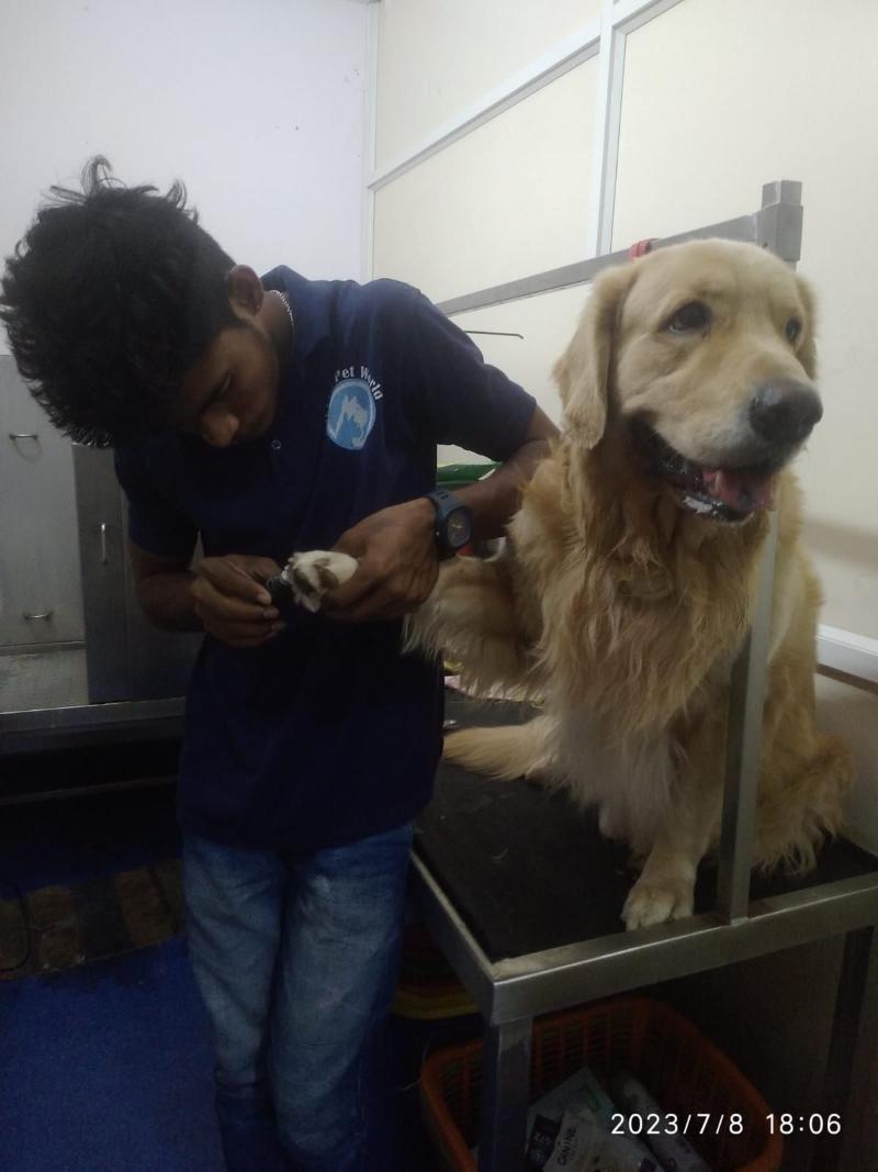 Nikkis Pet World-project-8