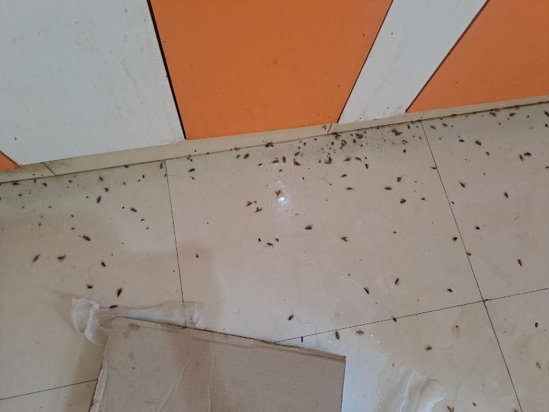 Bharath Pest Control Services-project-0