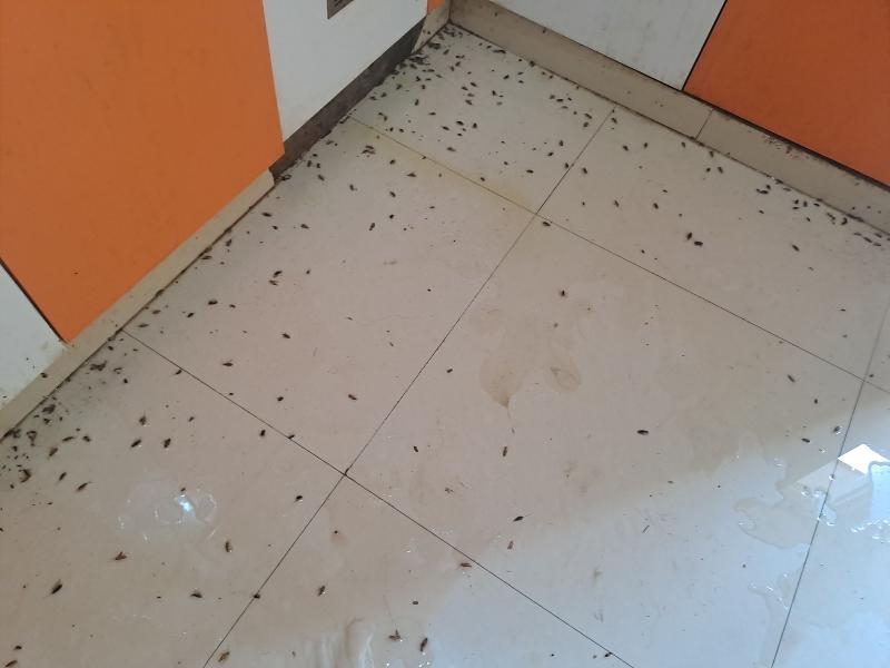 Bharath Pest Control Services-project-1