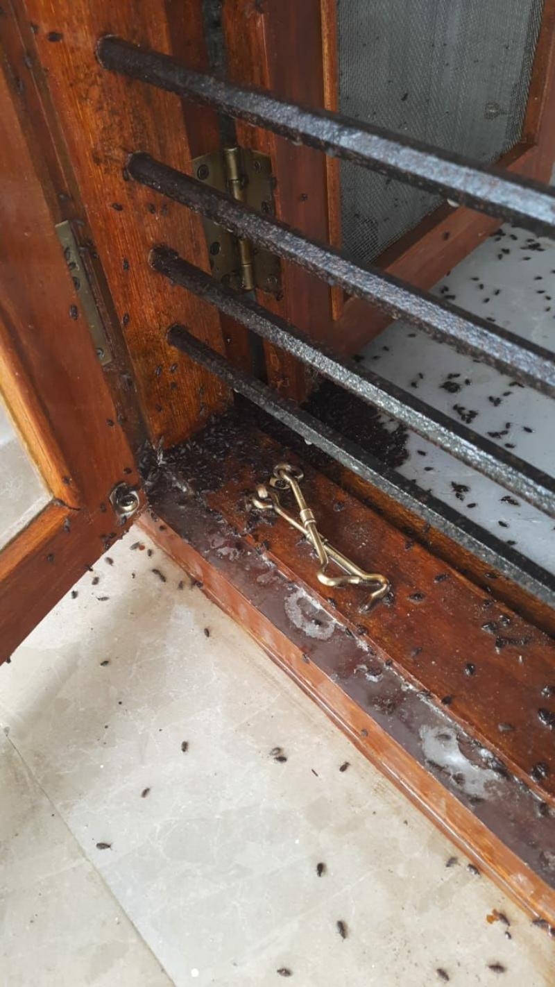 JGRIVE Pest Control Services - Marathalli-project-0