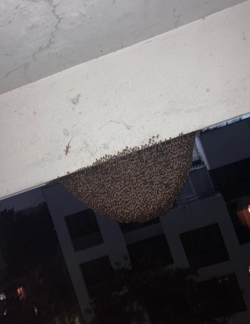 Rohit Pest Control Services-project-2