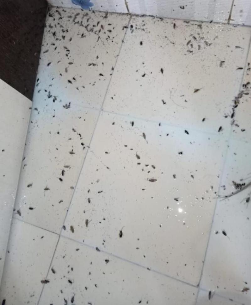 Rohit Pest Control Services-project-3
