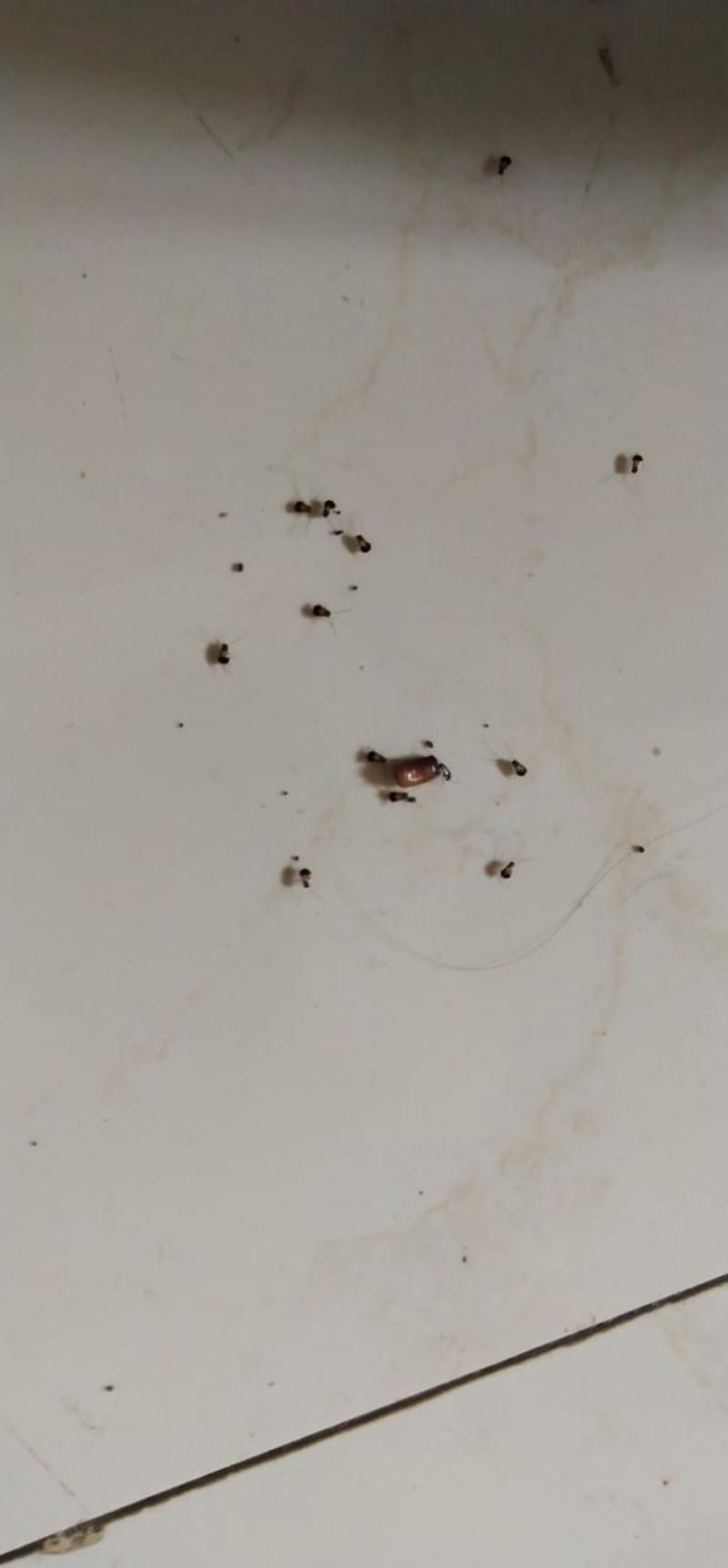 Avenue Pest Services-project-0