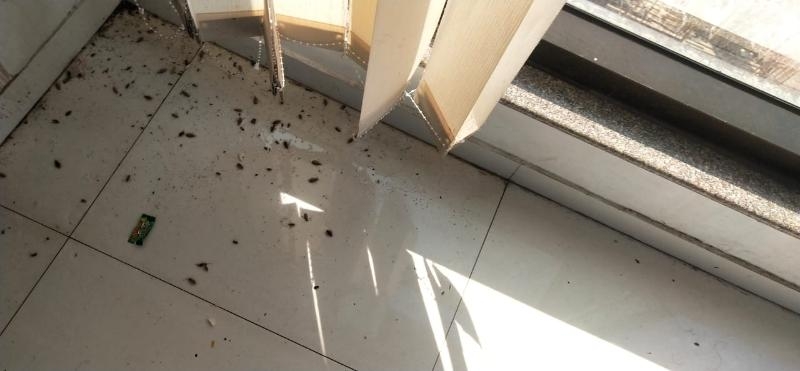 Avenue Pest Services-project-1