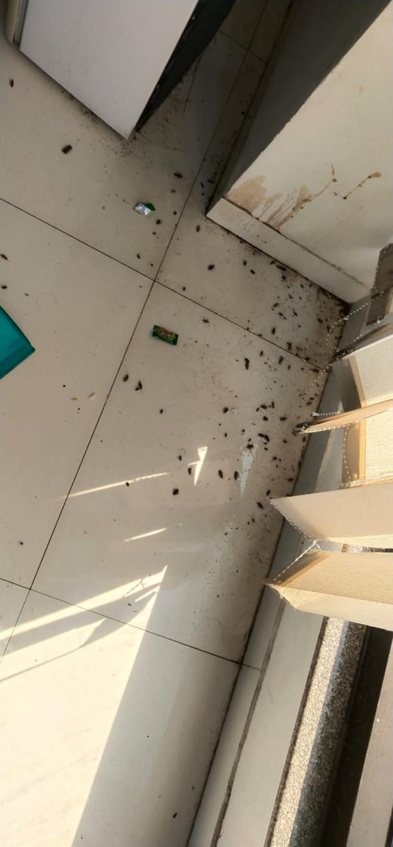 Avenue Pest Services-project-2