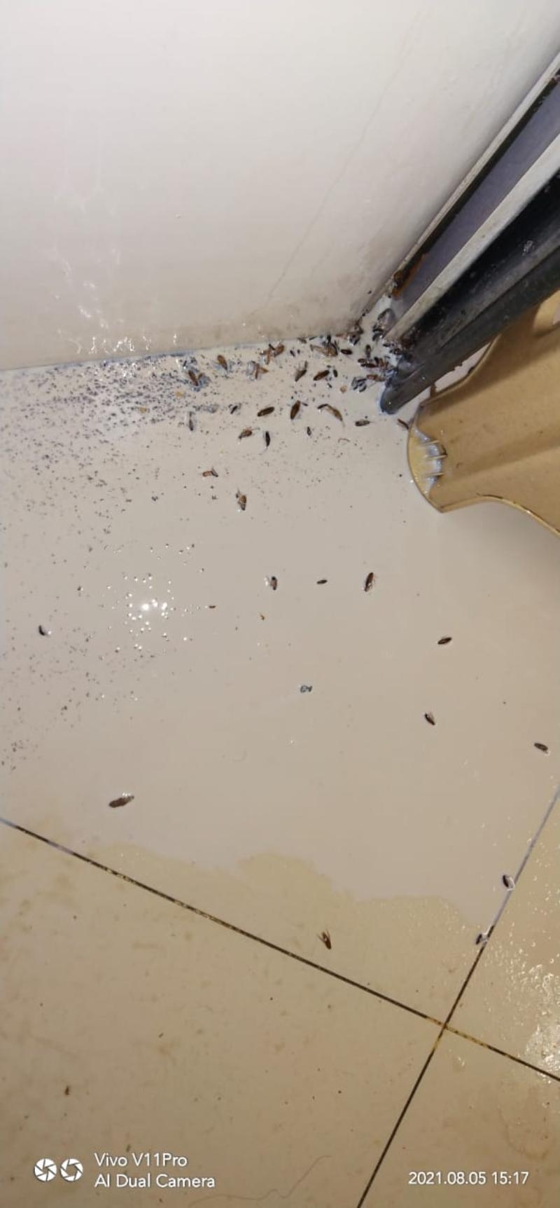 Avenue Pest Services-project-4