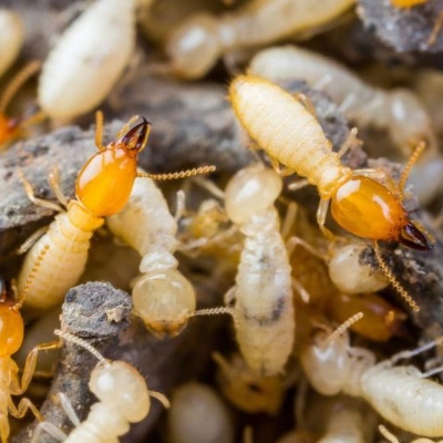 Default Project by All India Pest Control