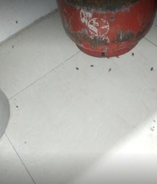 Work photos by New-Tech Pest Control