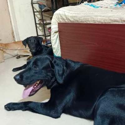 Default Project by Apw Aniket Pet World