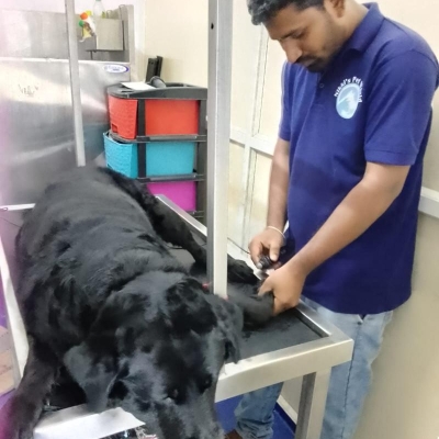 Default Project by Nikkis Pet World