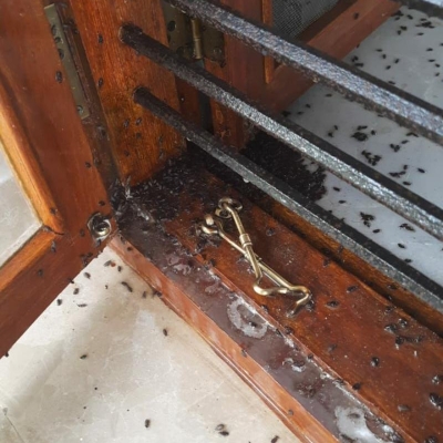 Default Project by JGRIVE Pest Control Services 