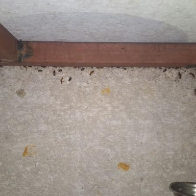 Work photos by  S R Tech Pest Control