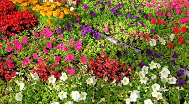 A garden filled with different flowers